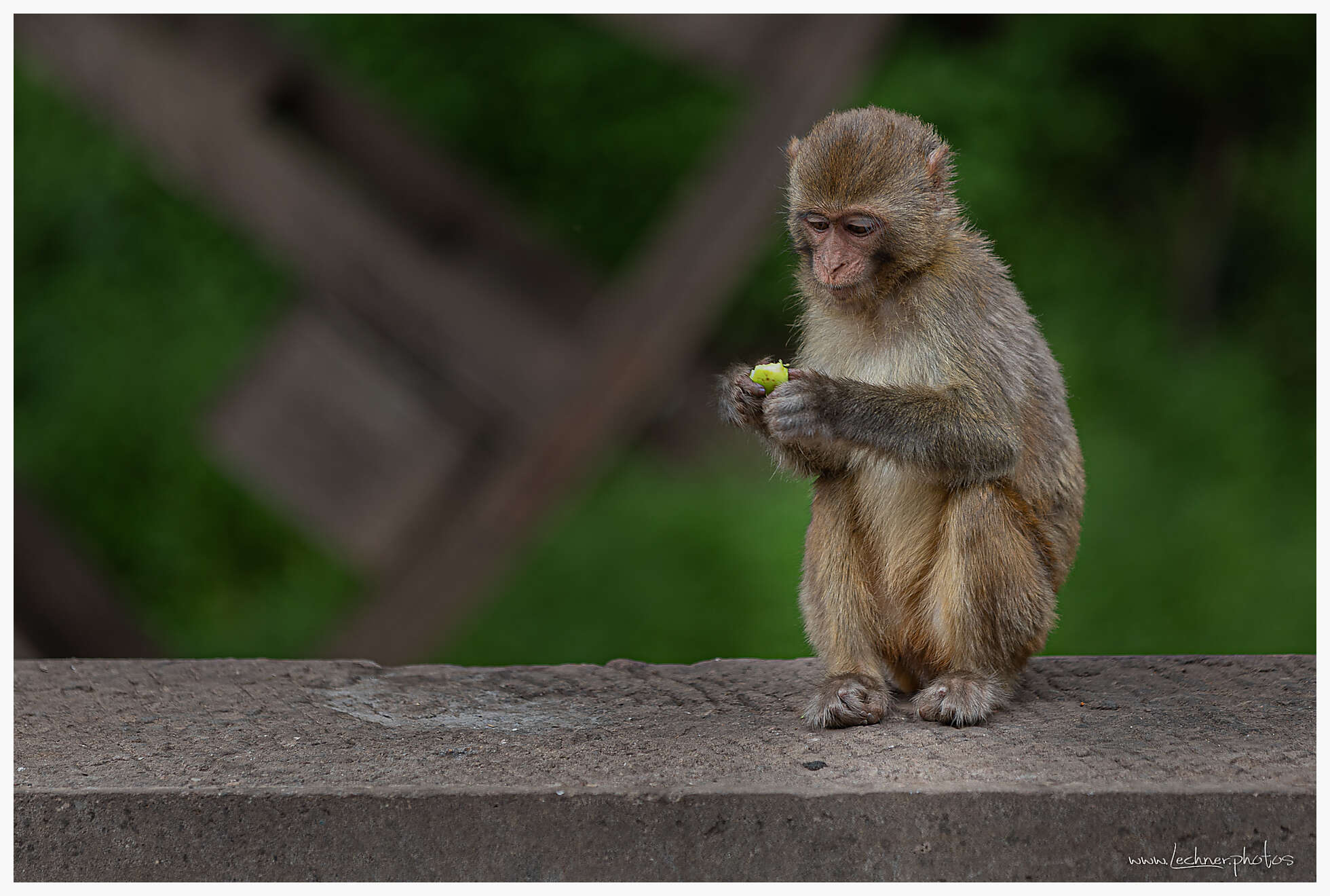 Monkeys at Baoxiang Temple, Yunnan