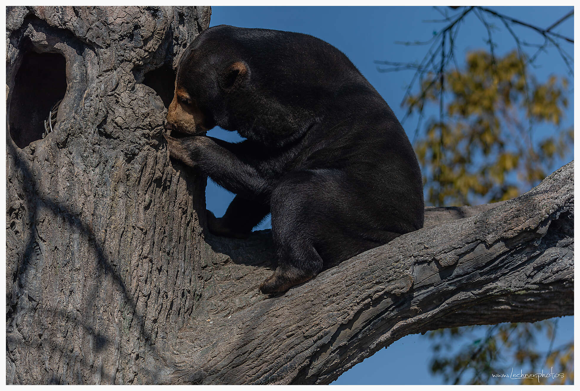 Black Bear  in Shanghai Wild Animal Park