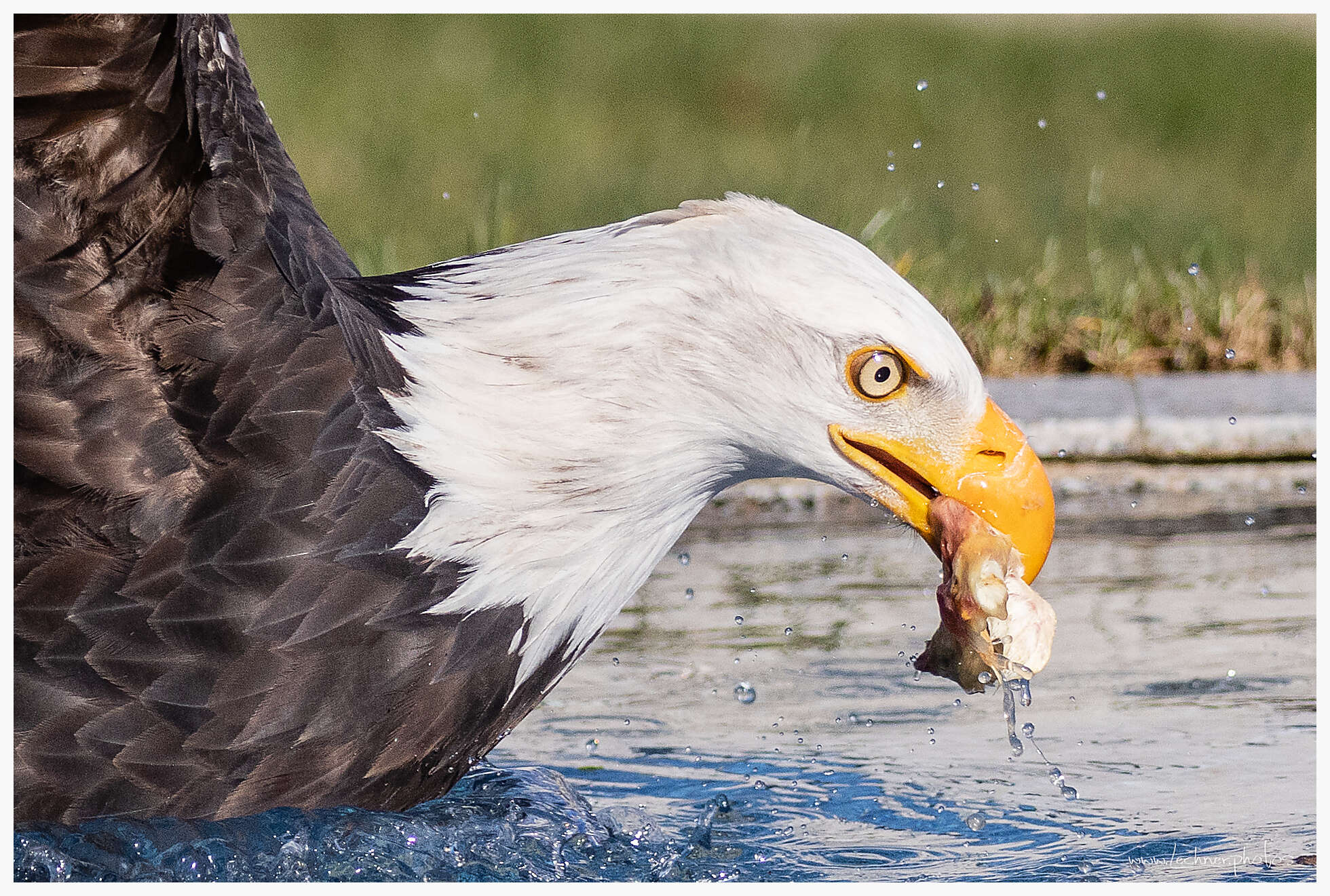 American bald eagle fishing