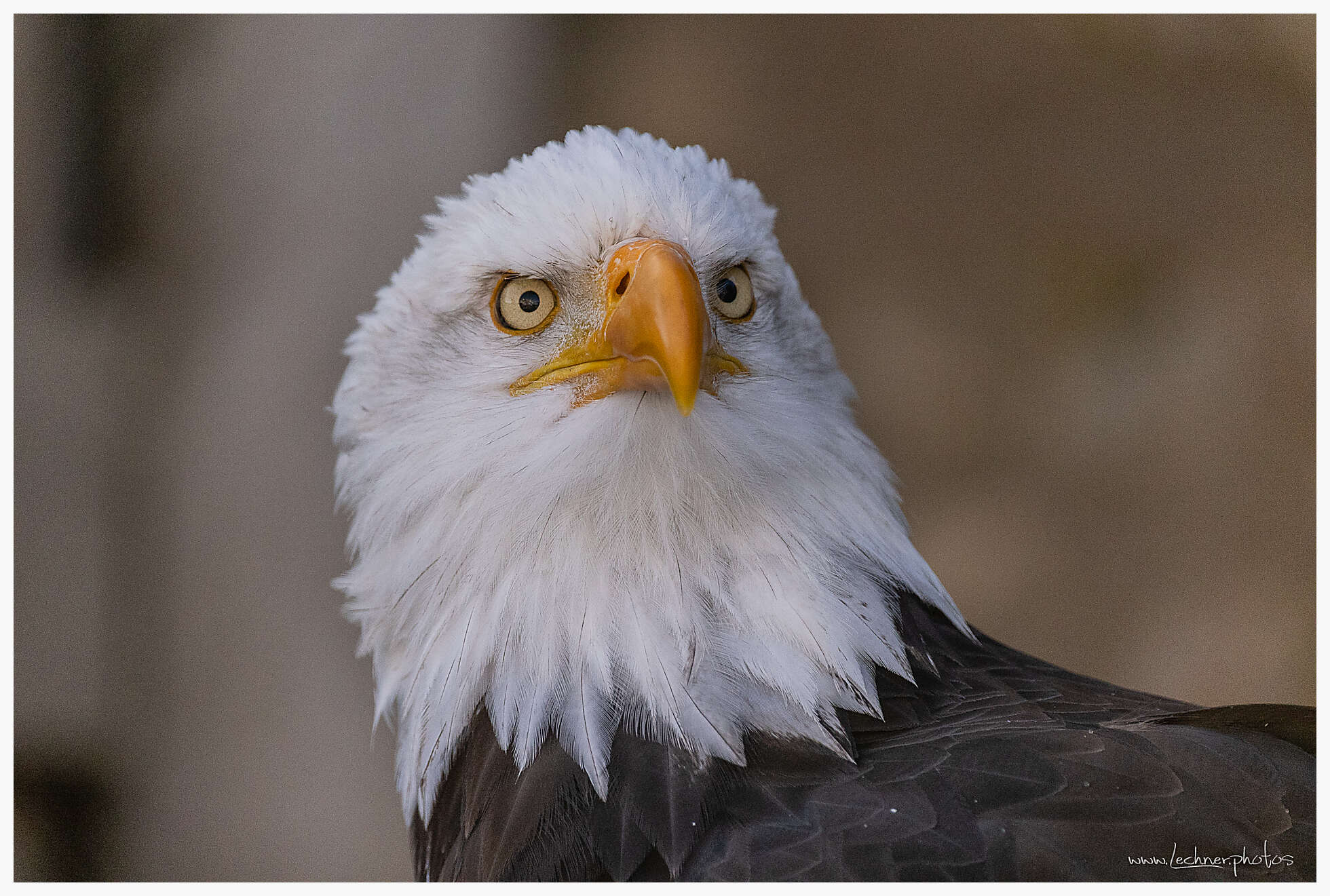 American bald eagle