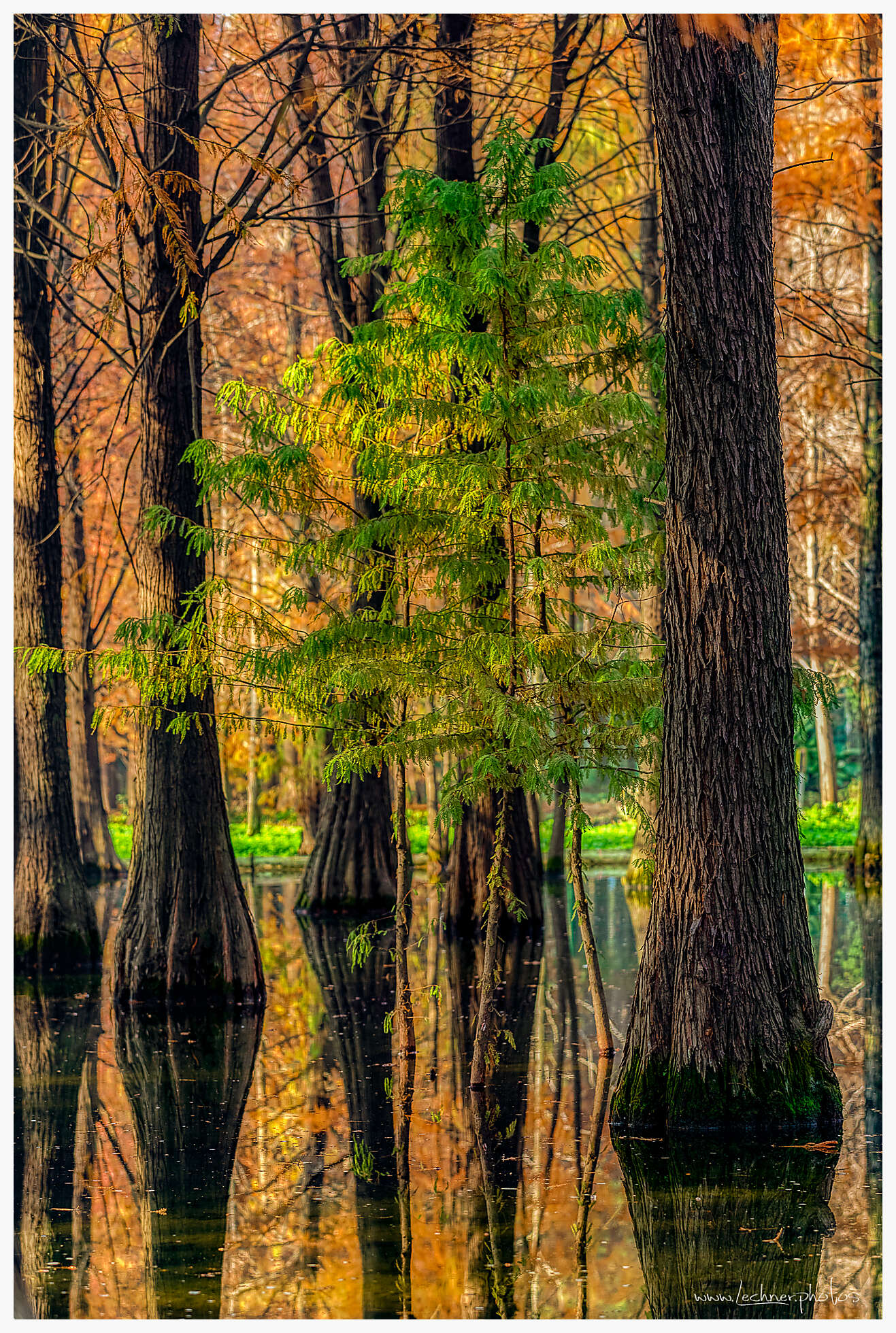 Qingxi Water forest Shanghai