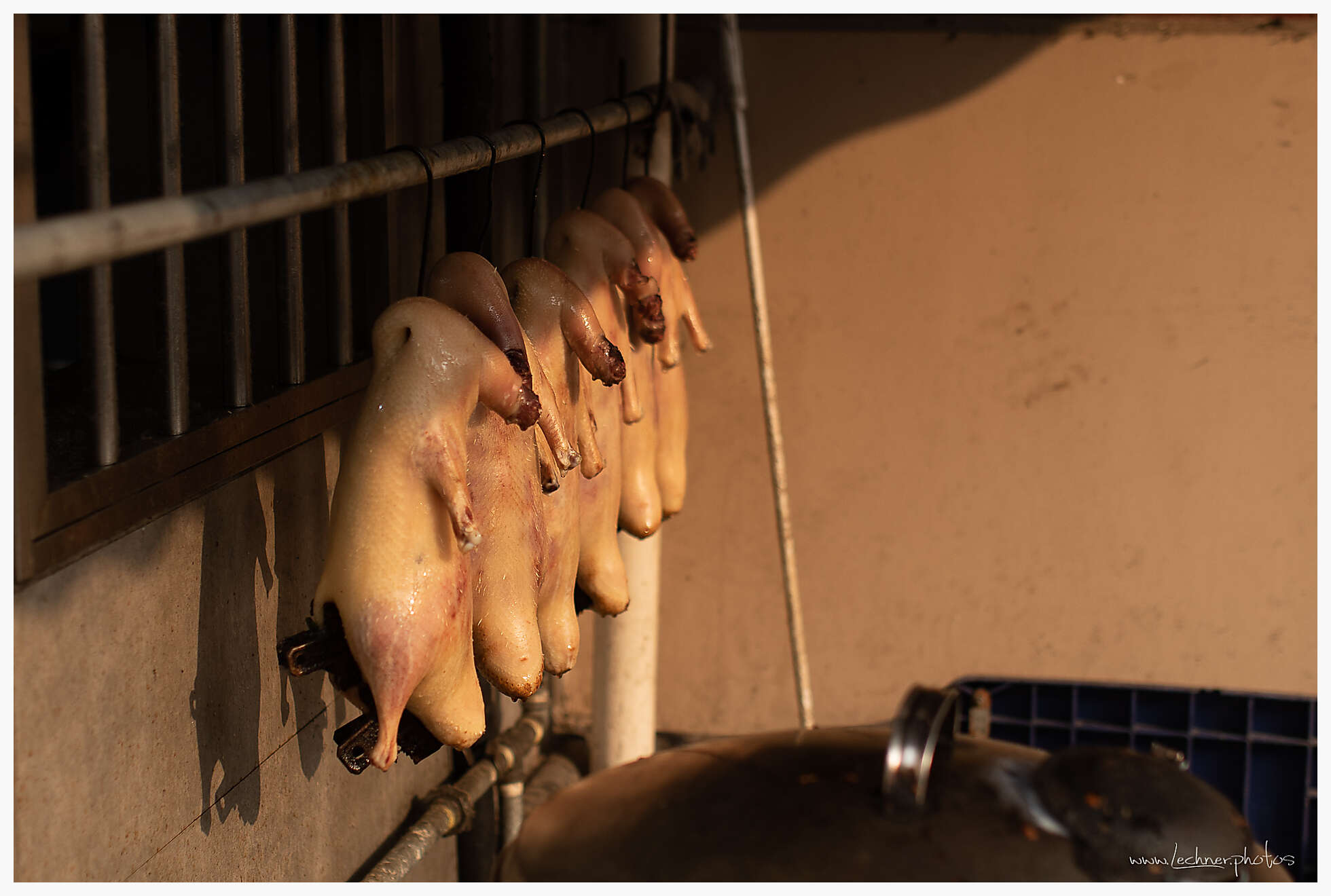 20200517 164449  49A6182