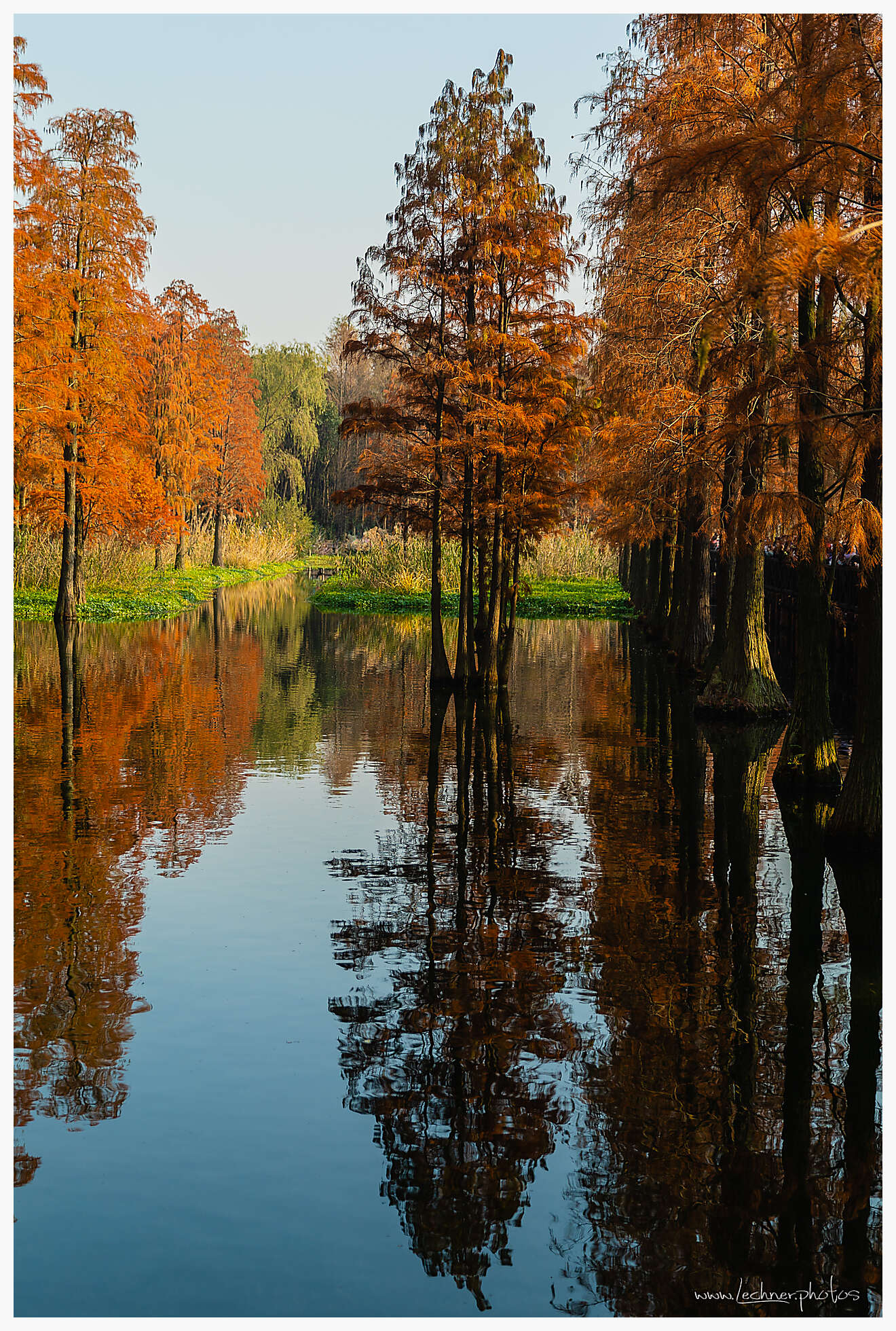 Qingxi Water forest Shanghai