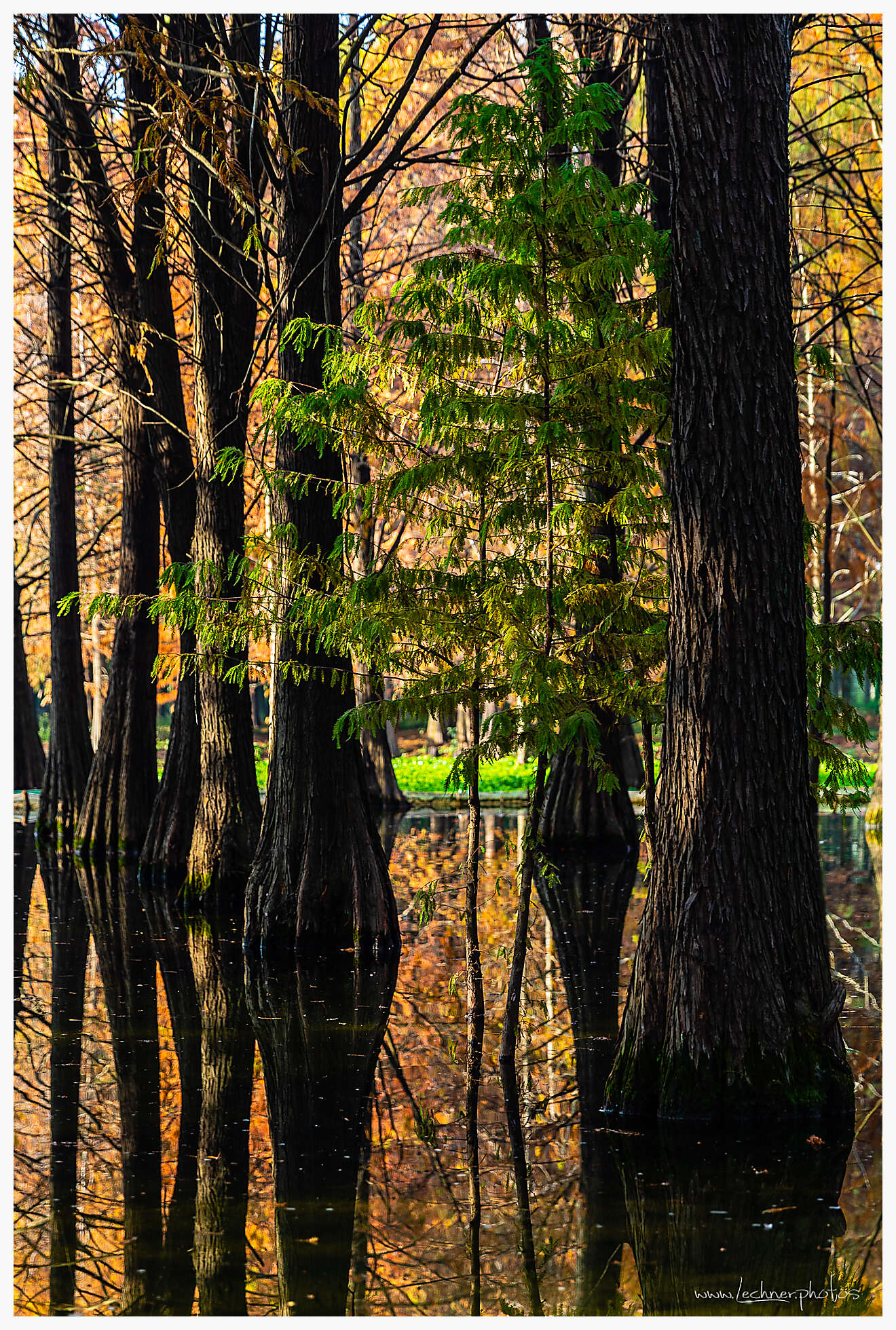 Qingxi Water forest Shanghai