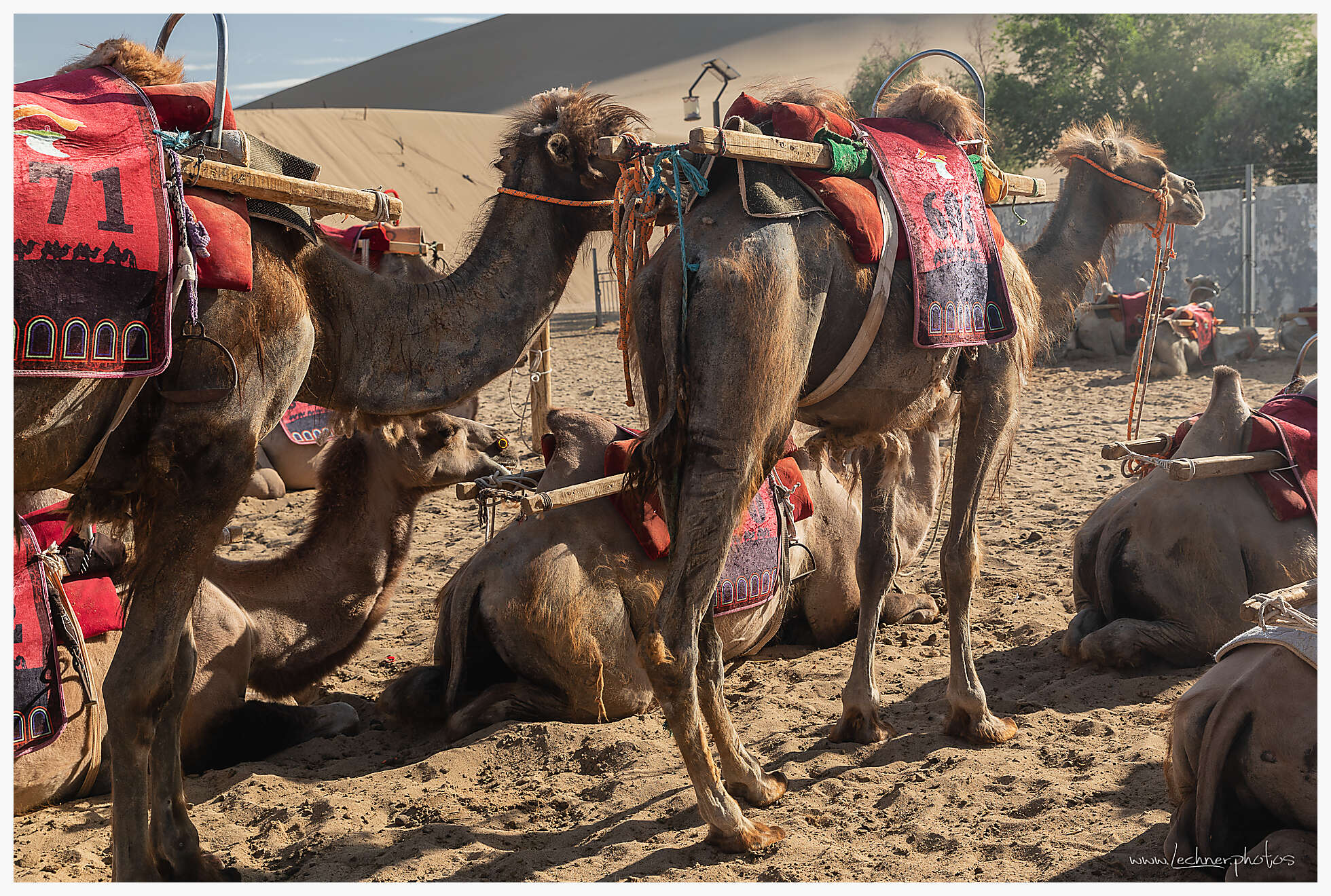 Camels in Dunhuang