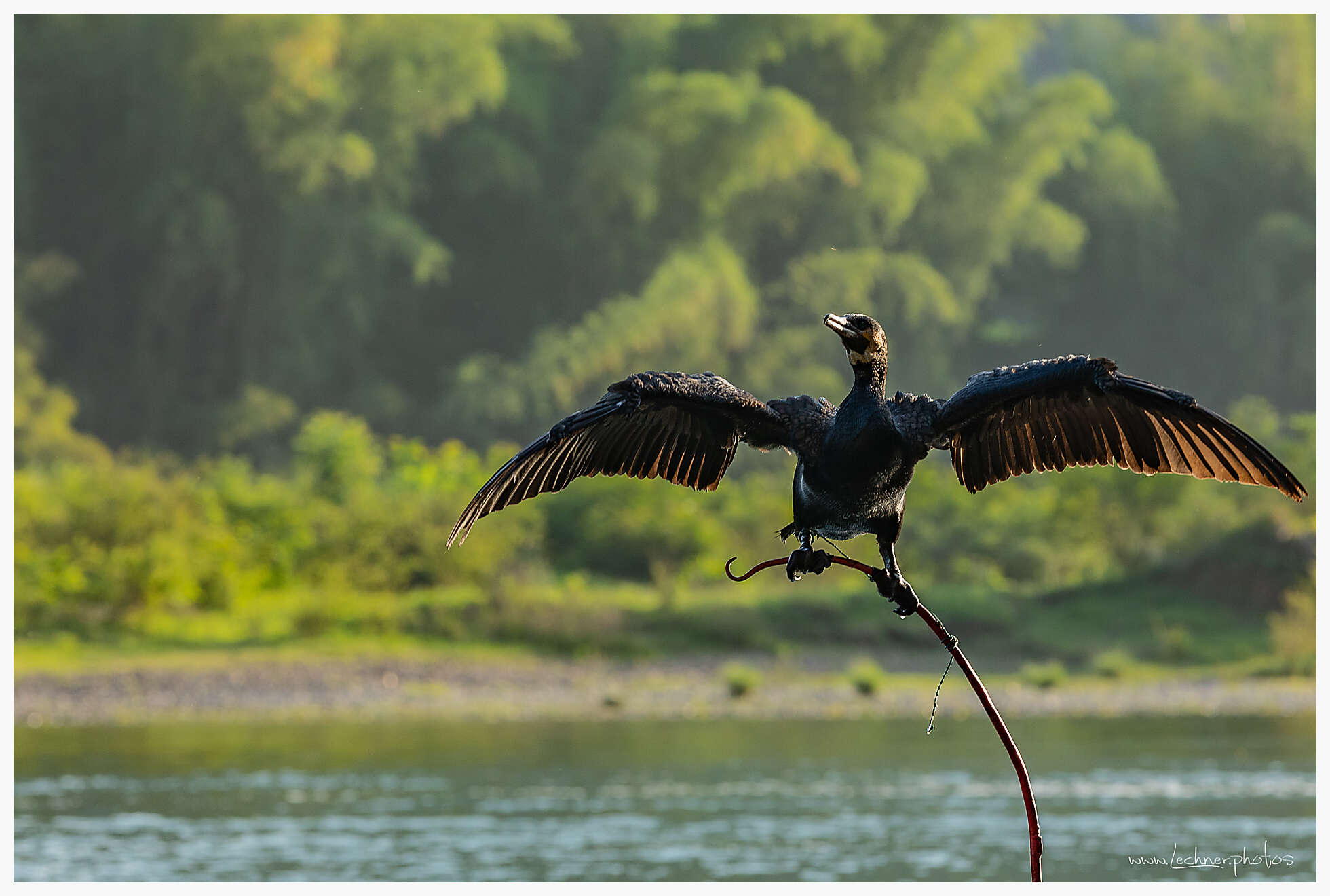 The Cormorant Fisher on Li River