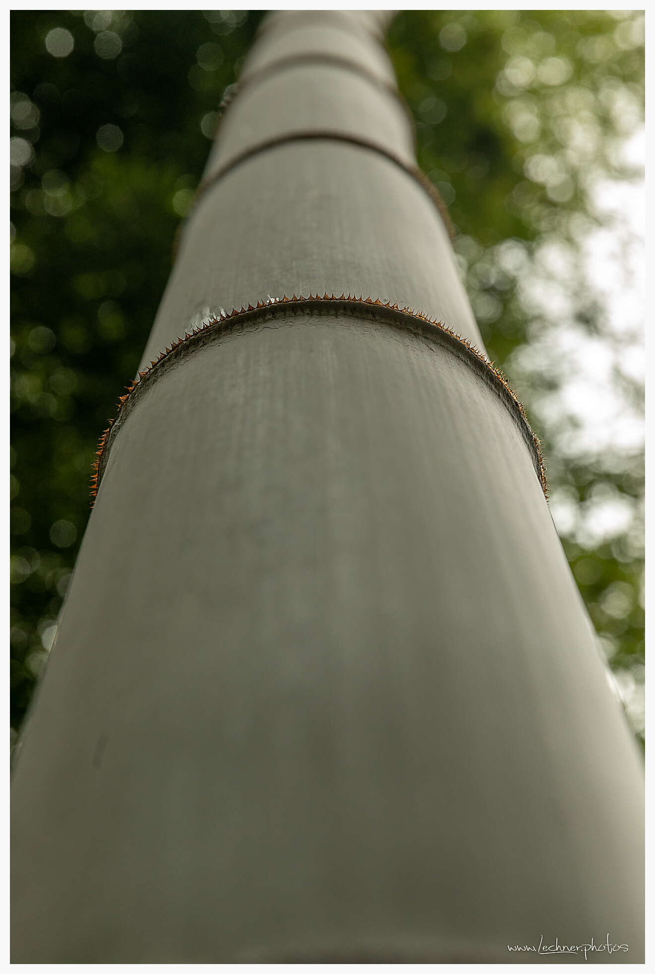 20190804 085735  49A7849