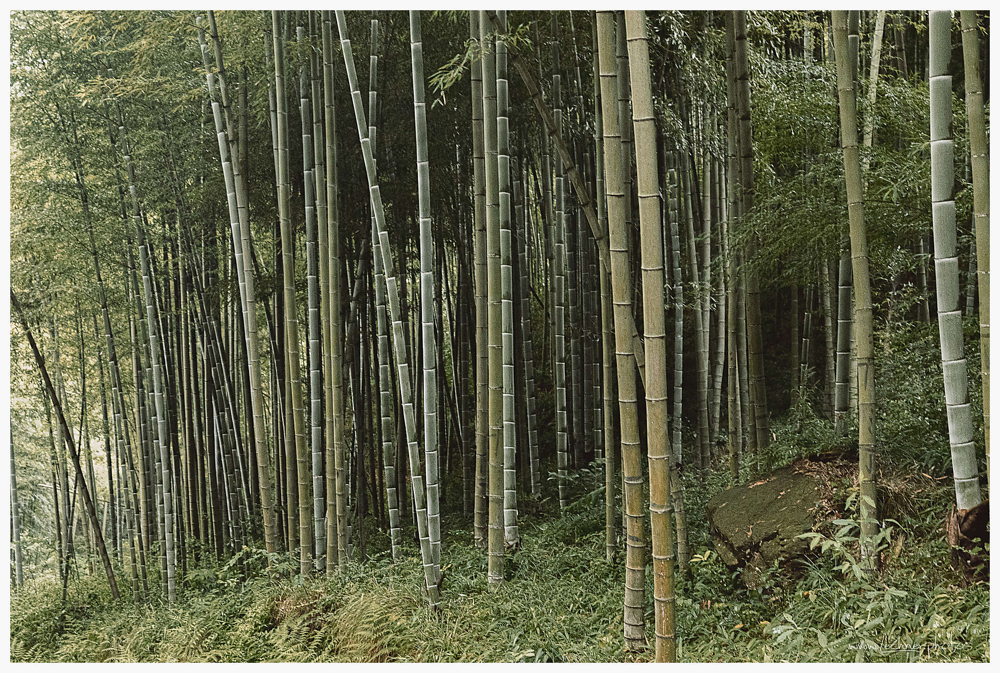 20190804 090212  49A7850